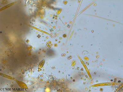 phyto/Pertuis Charentais/Tasdon_st6/PAMPAS 2019-2021/Closterium sp1 (TASDON_St6_230719-011).tif(copy)_thumb.jpg